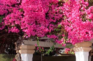 Estepona, bloemen en planten